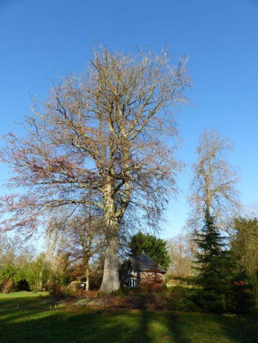Chambre E Andre Le Domaine Des Jardins De Bracquetuit Eksteriør billede